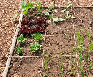 square foot gardening bed with string grid