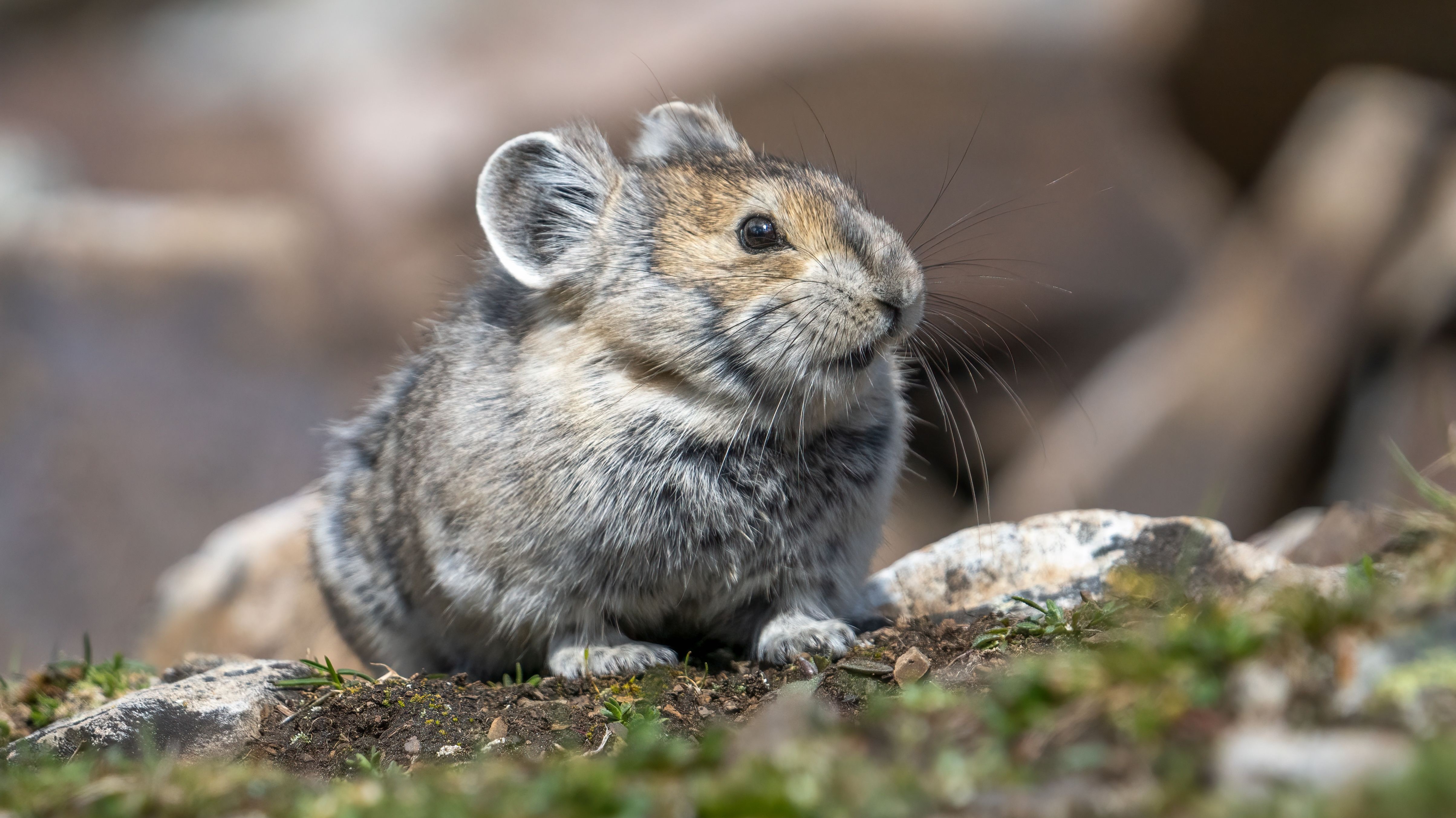 What Is A Pika? Meet The Adorable Gatekeepers Of The High Country ...