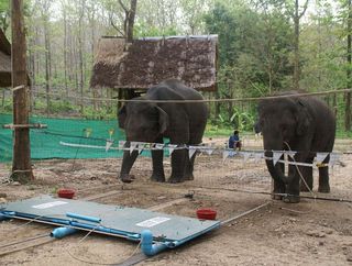 elephants cooperating