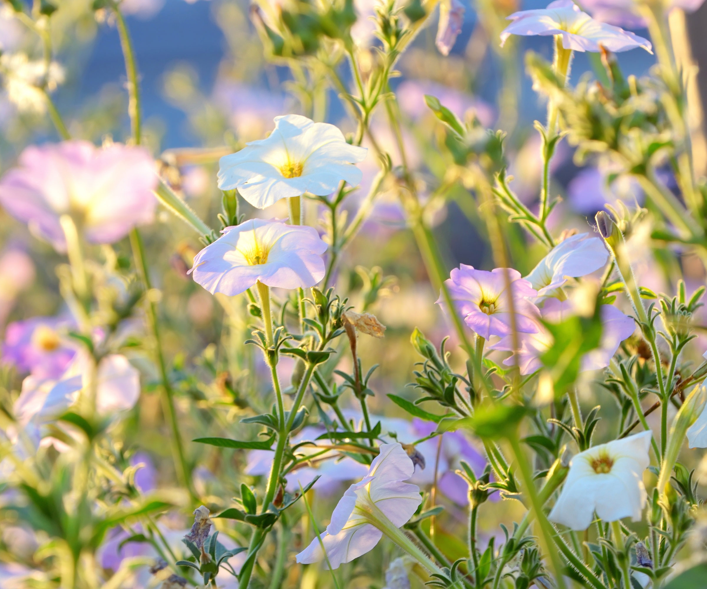 nicotiana plants with blue and purple flowers