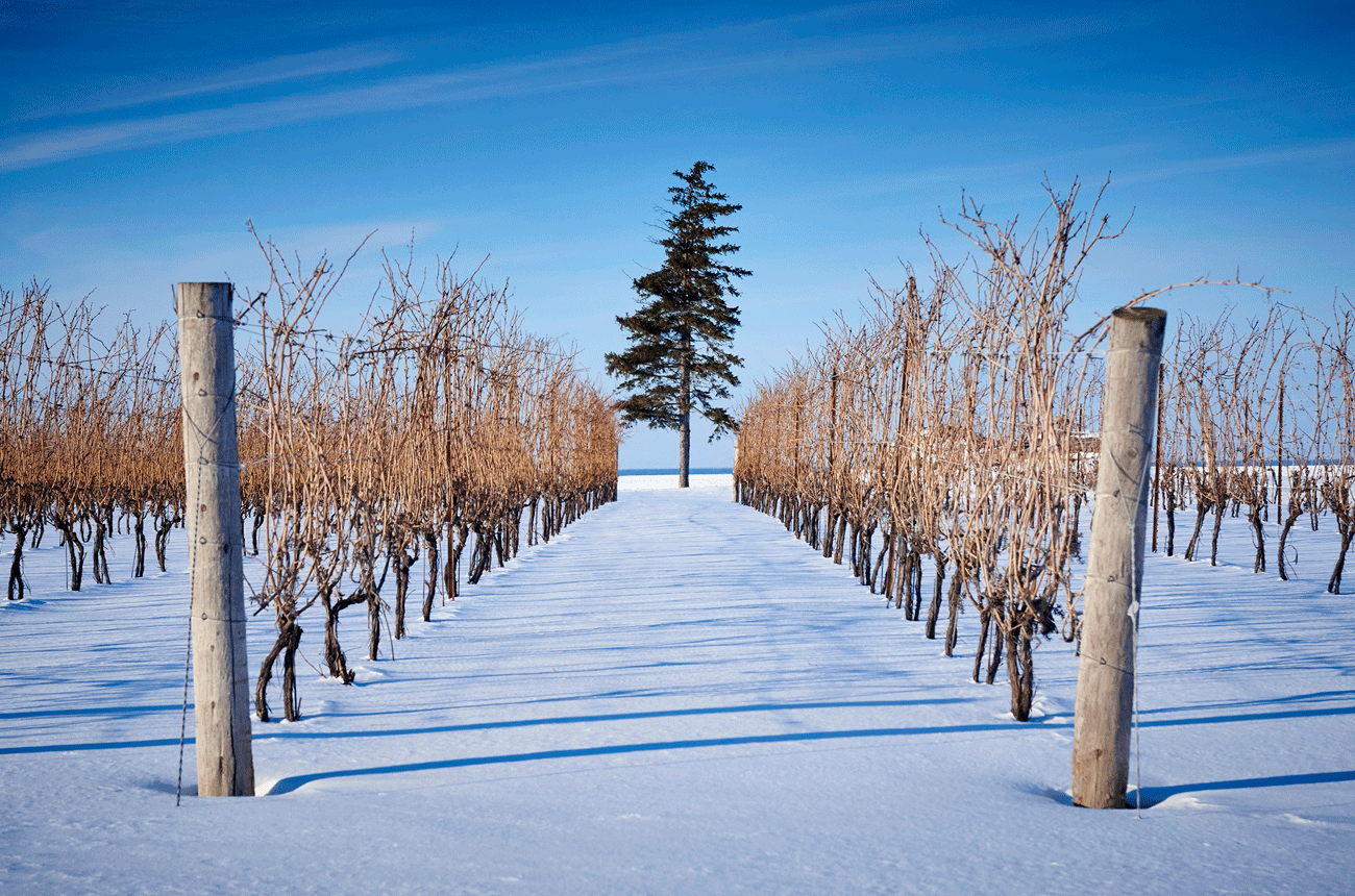 Image of a snowy Ontario vineyard