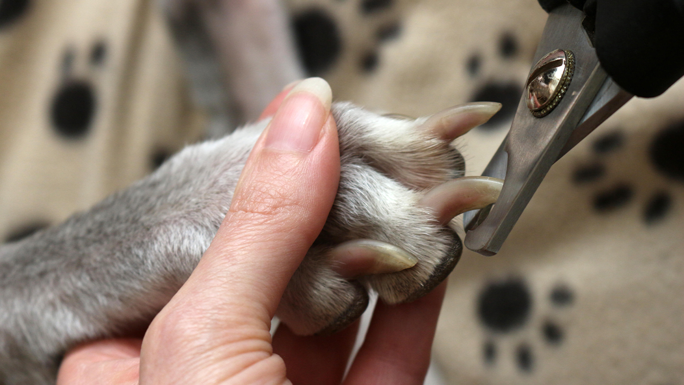 Dog having nails clipped with nail clippers