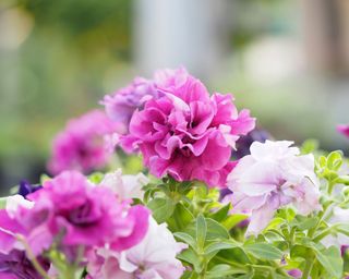 Double Cascade petunia flowers