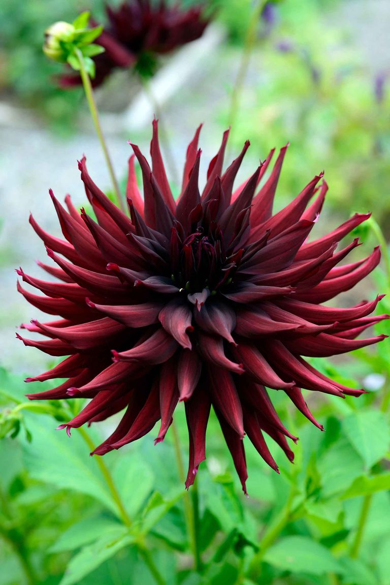 How to grow dahlias: follow our advice for dazzling floral displays in ...
