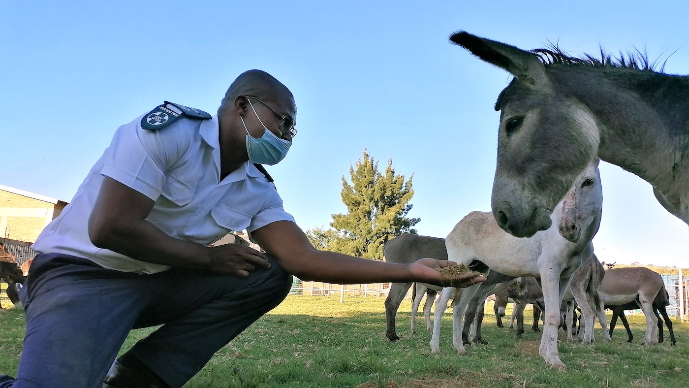 Donkeys-now-at-NSPCA-safe-facility-NSPCA-lr.jpg