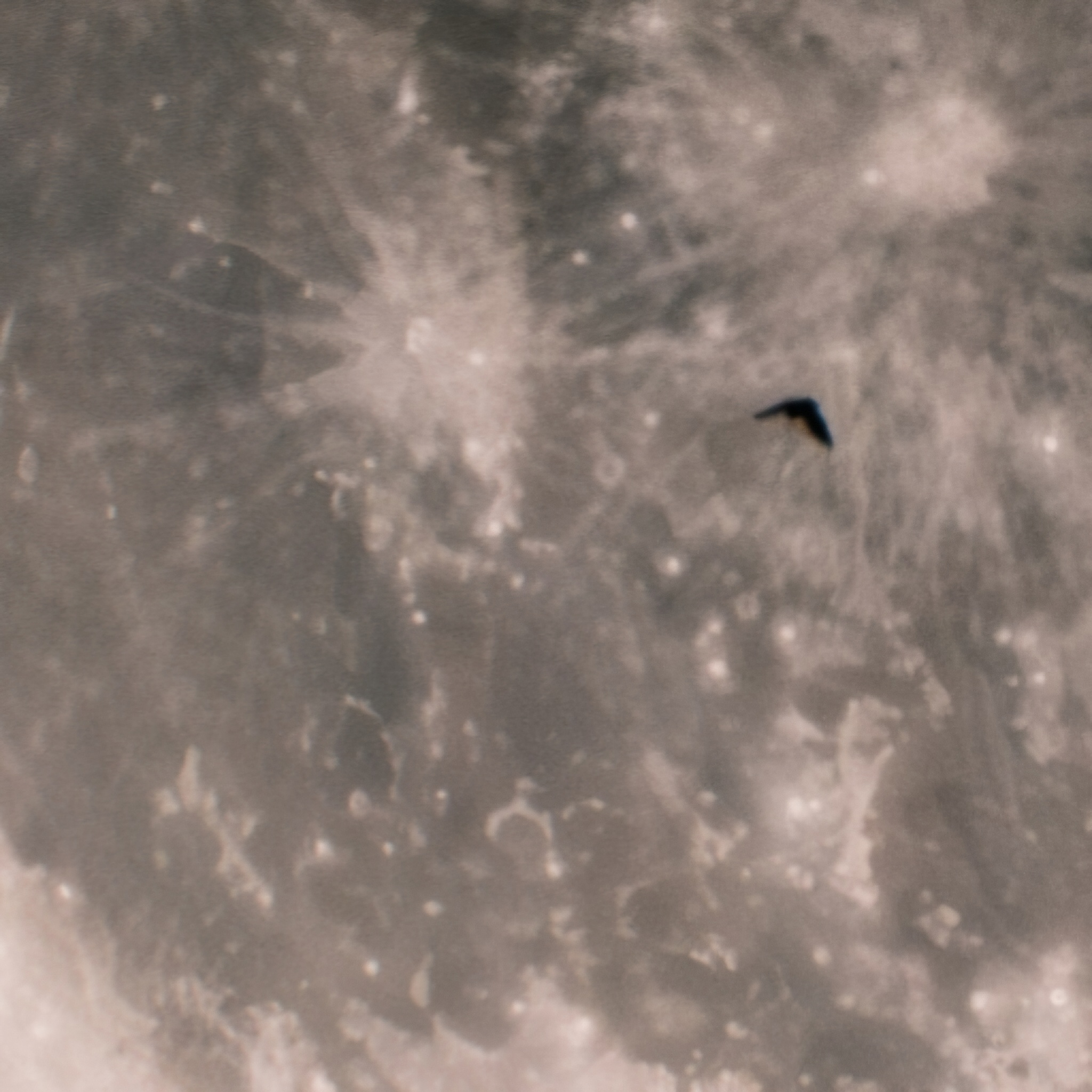 a close-up of the moon partially obscured by the Earth's shadow and a small bat flying over it.