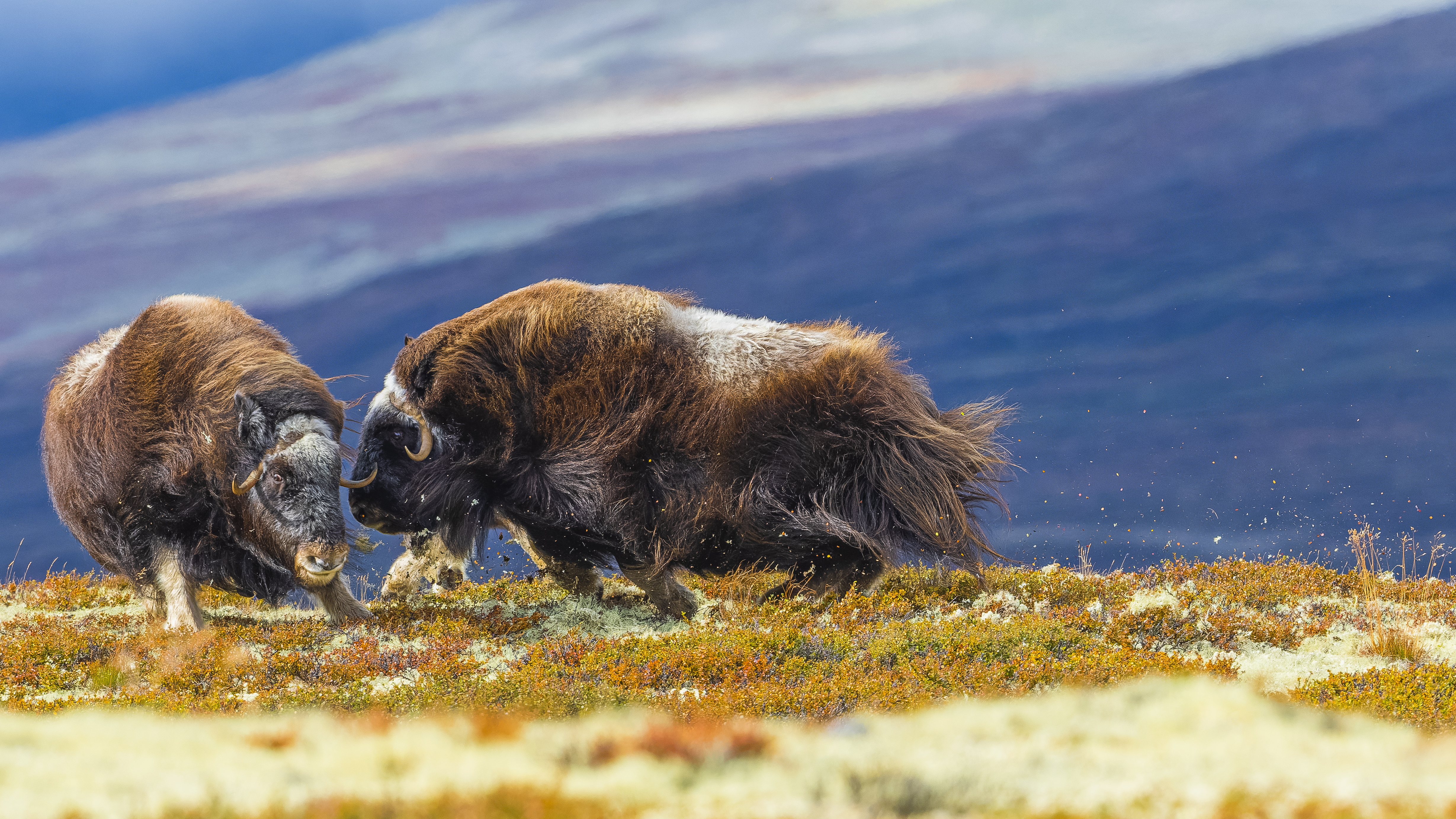 A winning image from the Environmental Photography Awards