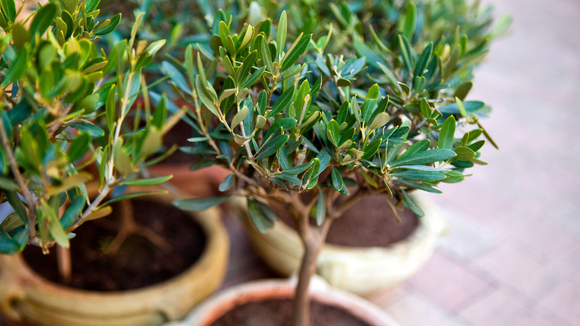 picture of young olive trees in garden in pots
