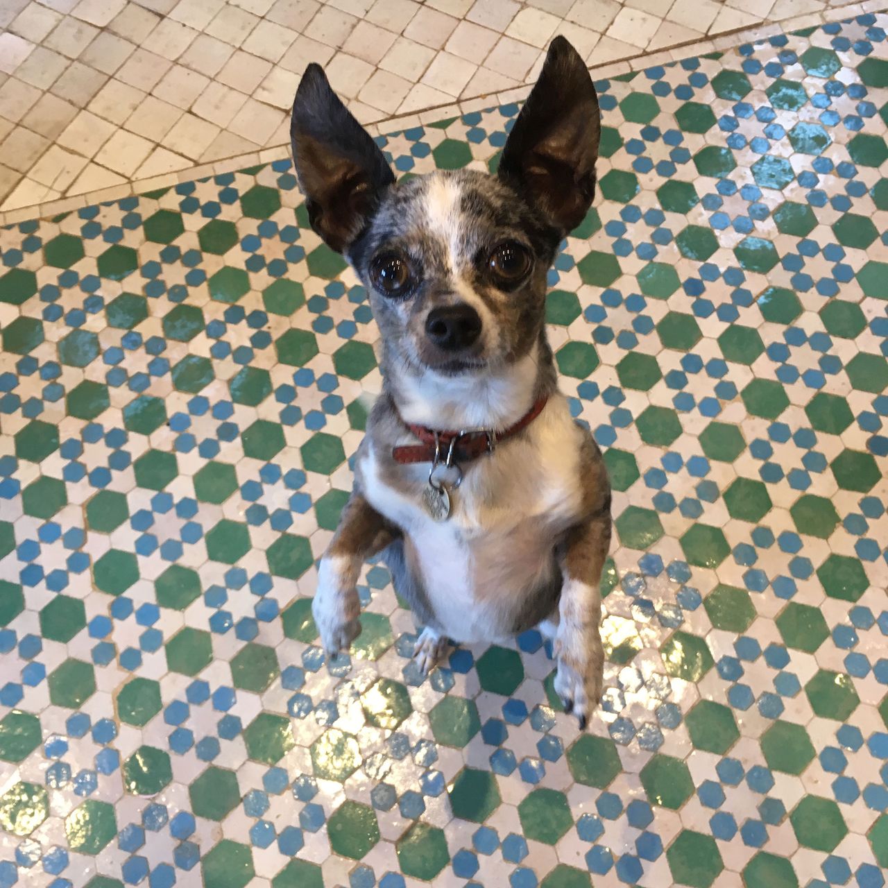 Dog on green, blue and white mosaic tile floor