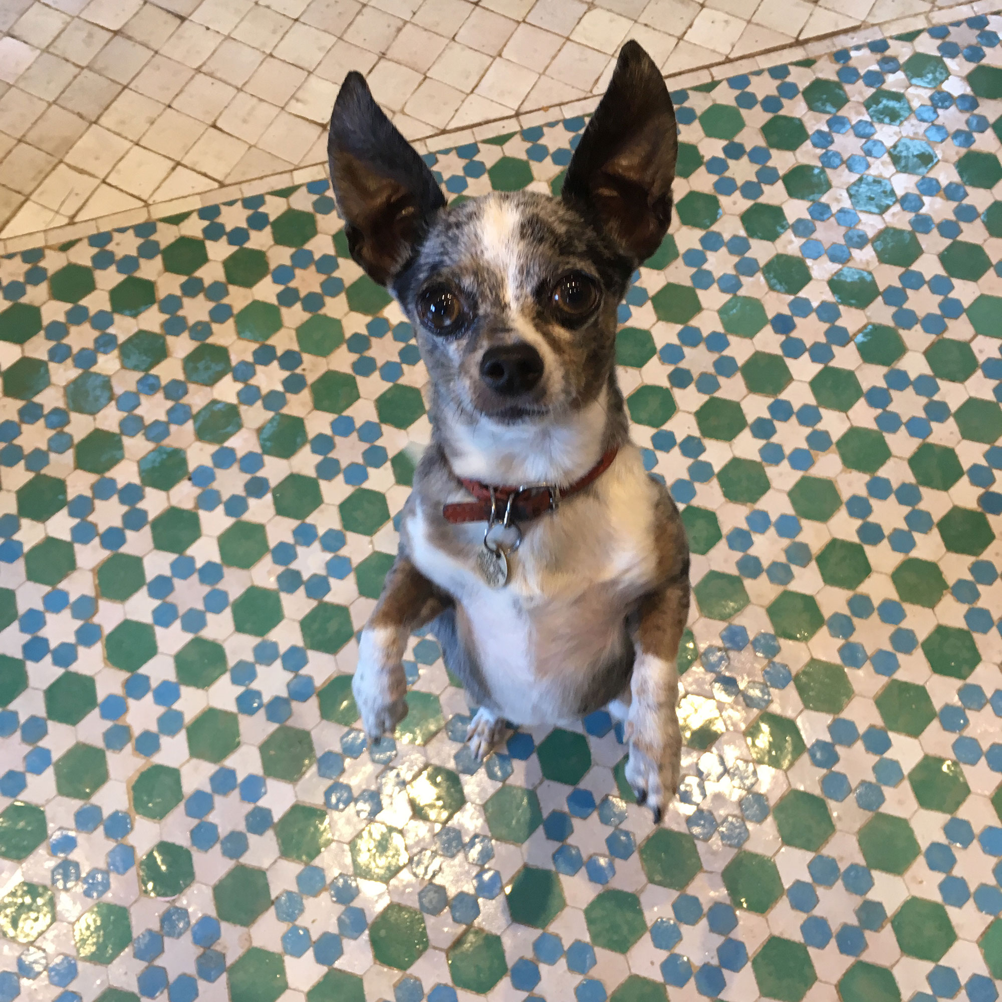Dog on green, blue and white mosaic tile floor