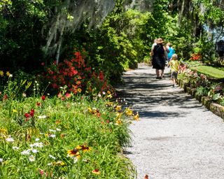 wildflower border alongside a pathway at Magnolia Plantation and Gardens