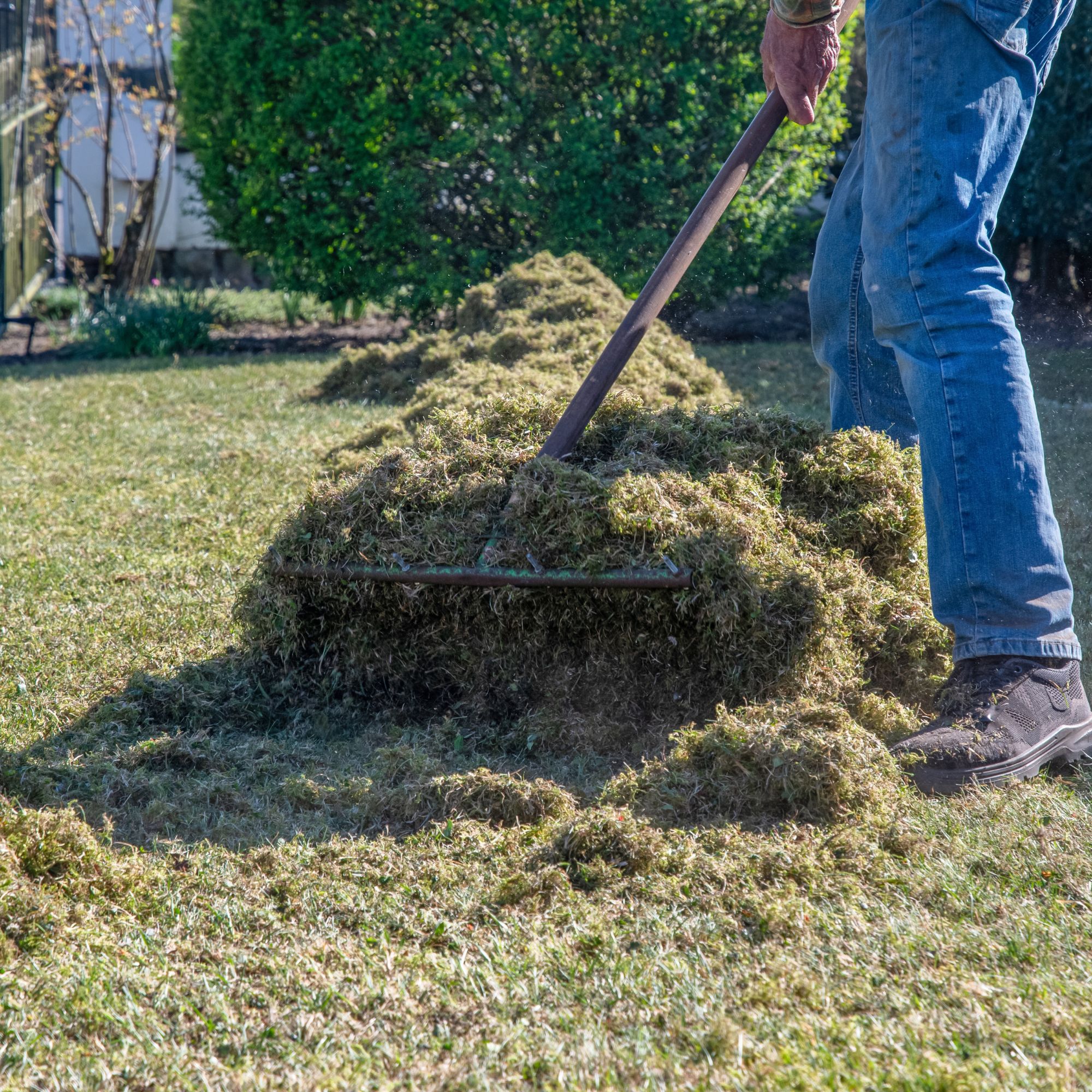 garden with grass being raked