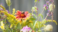 A bee feeding on a red blooming coneflower in a summer garden