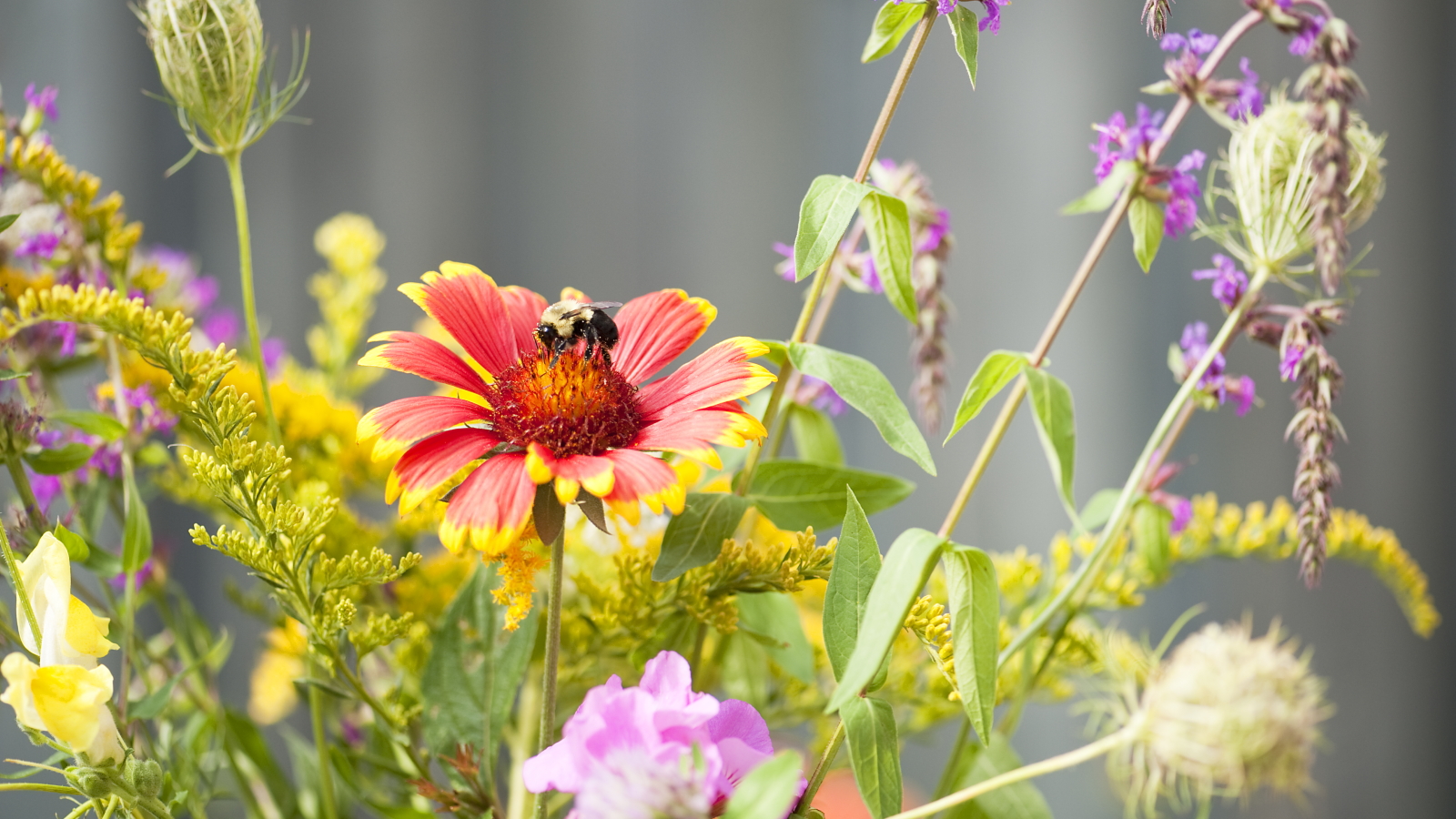 A bee feeding on a red blooming coneflower in a summer garden