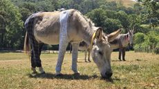 A donkey wearing pyjamas