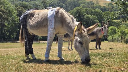 A donkey wearing pyjamas