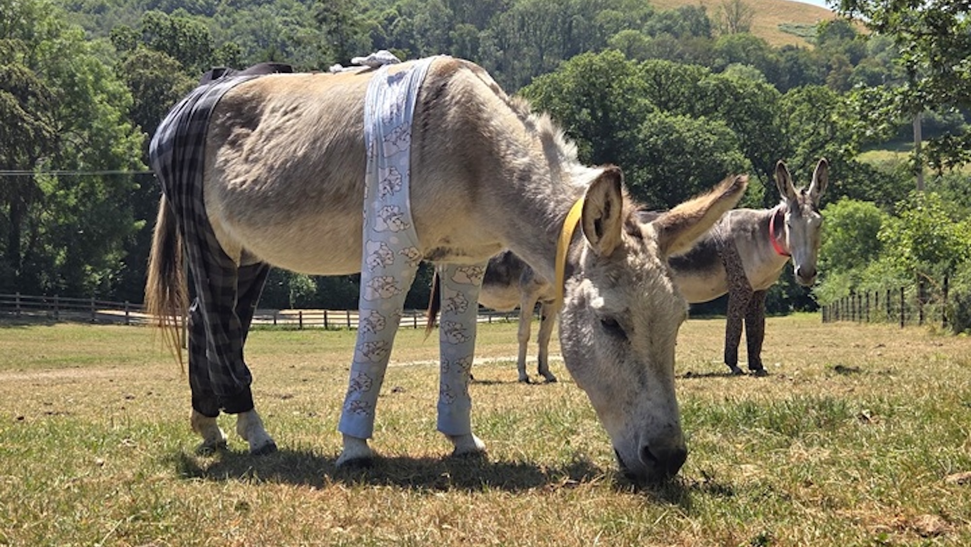A donkey wearing pyjamas