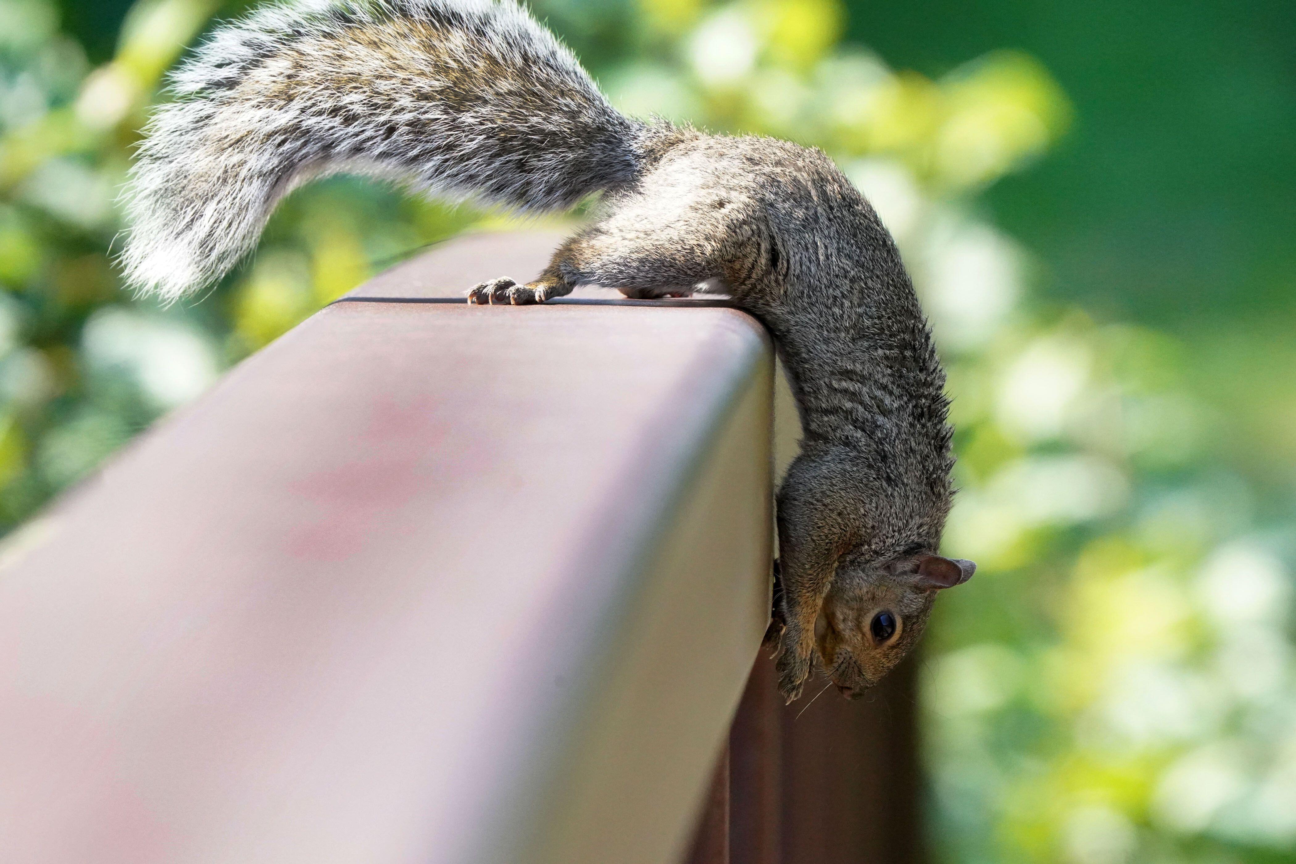 How To Get Rid Of Squirrels In The Attic |