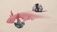 Photo collage of an axolotl and anatomical engravings of limbs