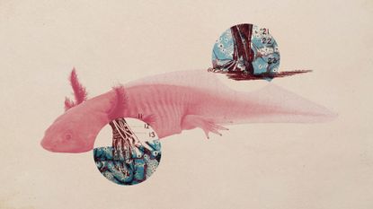 Photo collage of an axolotl and anatomical engravings of limbs