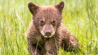 Cinnamon-colored black bear cub