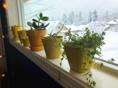 Four houseplants in yellow pots on a windowsill with a snowy landscape outside