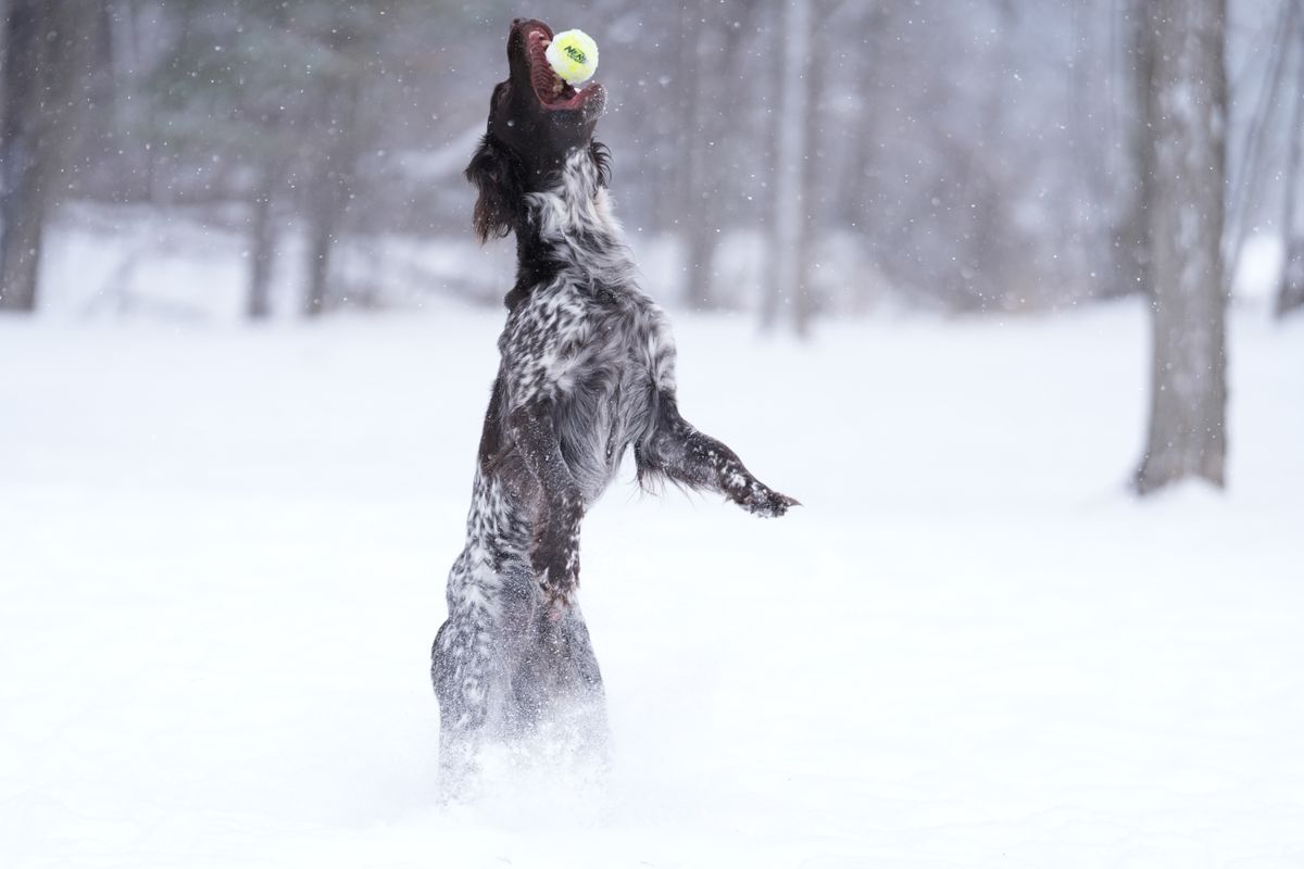 Sample images taken with the Sony 70-200mm f/2.8 GM OSS II lens and the Sony A7R V