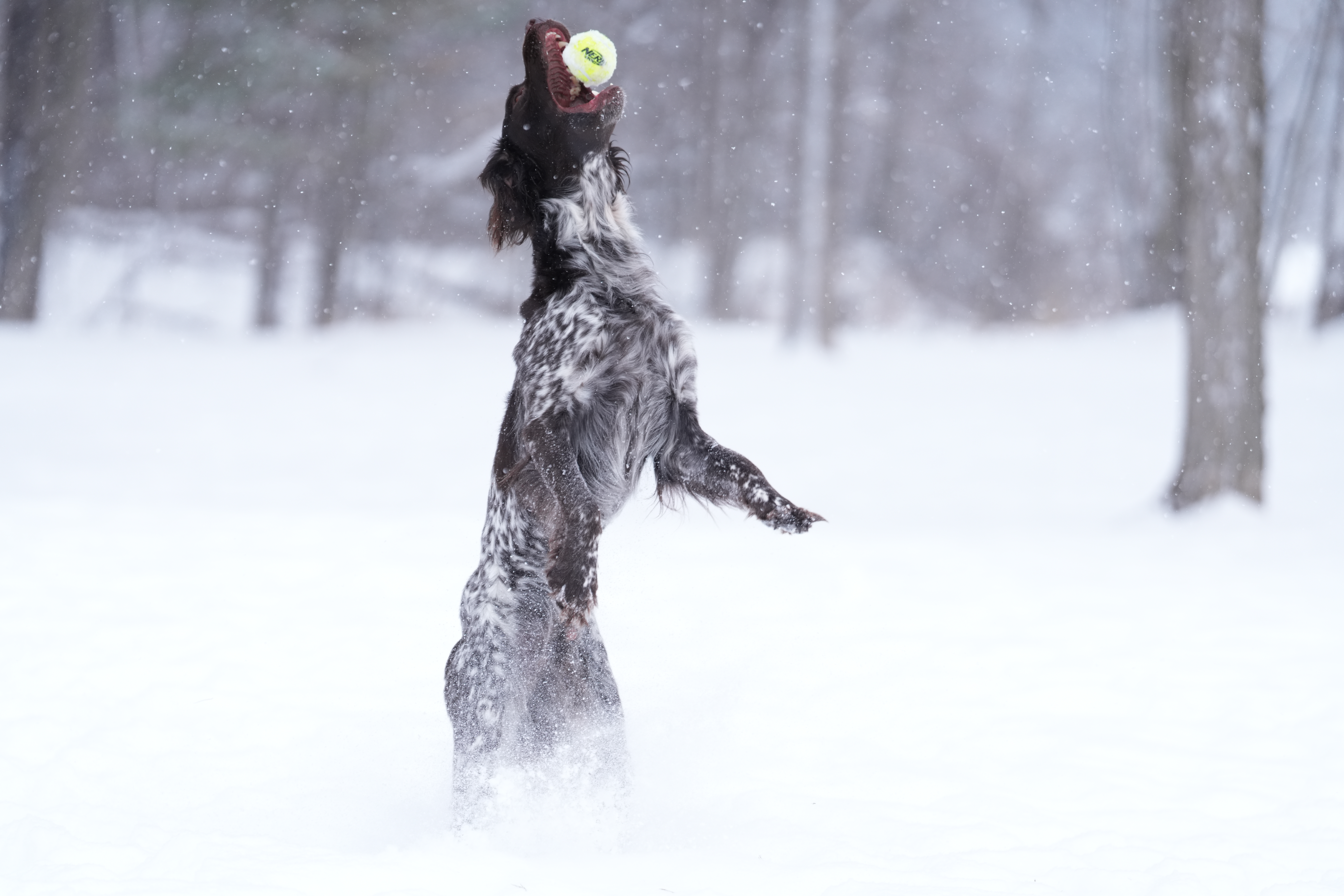 Sample images taken with the Sony 70-200mm f/2.8 GM OSS II lens and the Sony A7R V