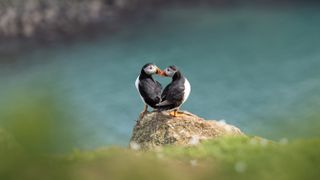 Two puffins sitting together on a rocky coastal cliff edge