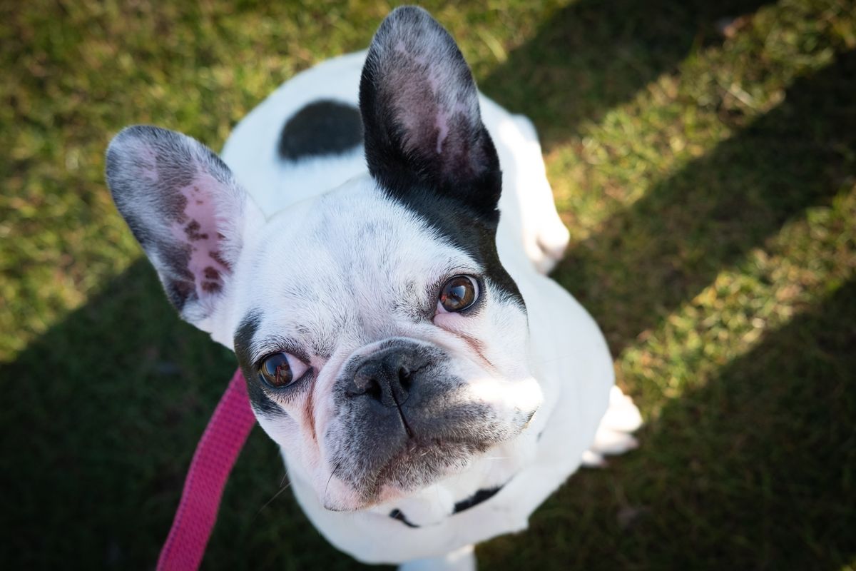 A French Bulldog puppy