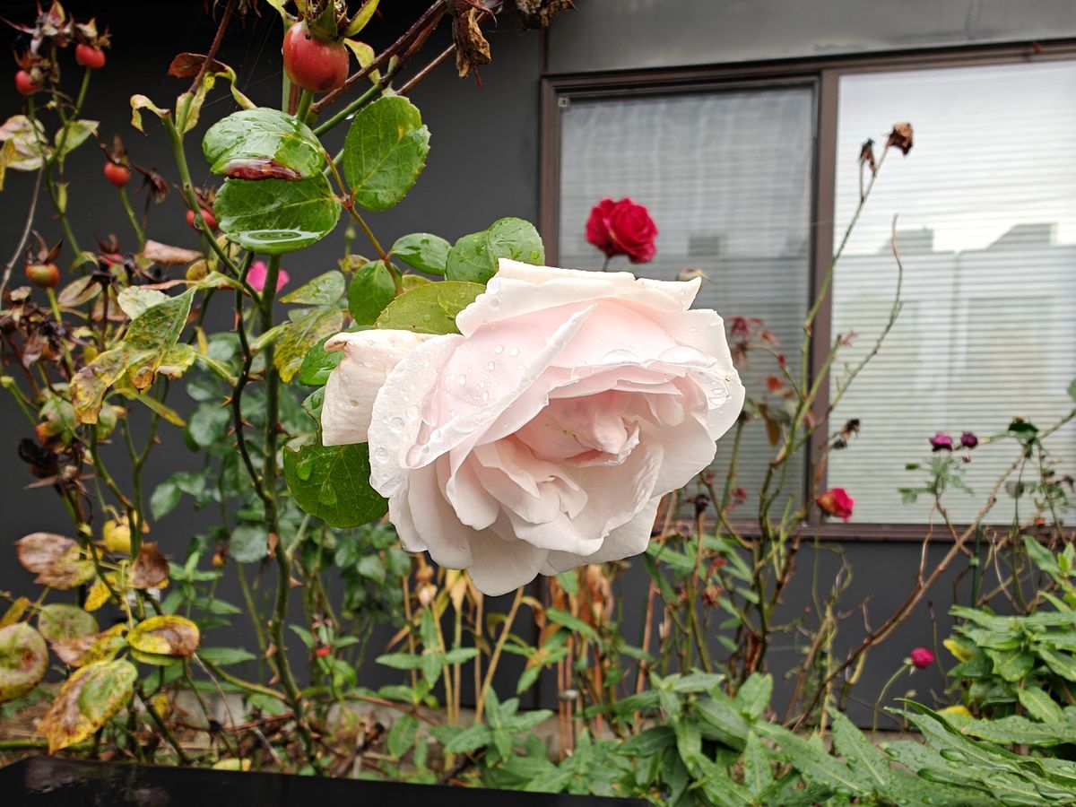 A pink rose