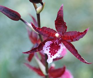 Oncostele orchid Midnight Miracles