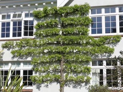 Espalier Fruit Tree Growing Flat Against The Building