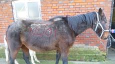 RSPCA-Medway-court-case-1.jpg