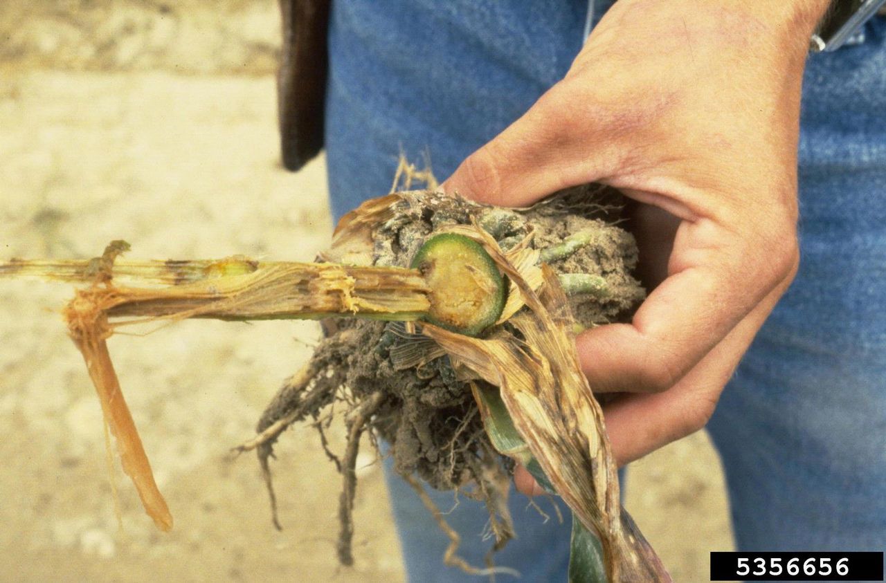 Hand Holding A Rotting Sweet Corn Stalk