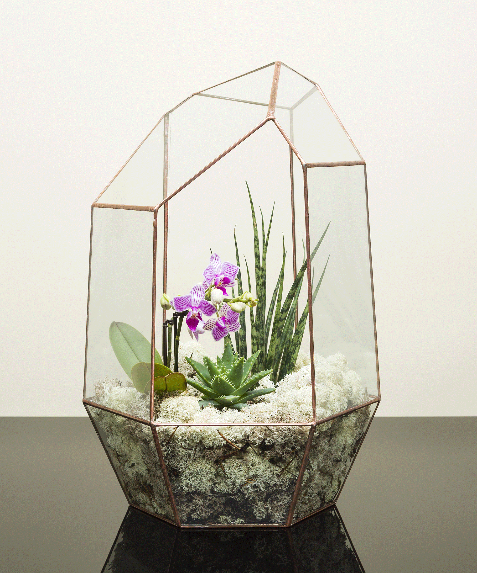 How to make an orchid terrarium experts reveal how Gardeningetc