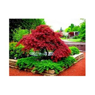 red dwarf japanese maple in garden