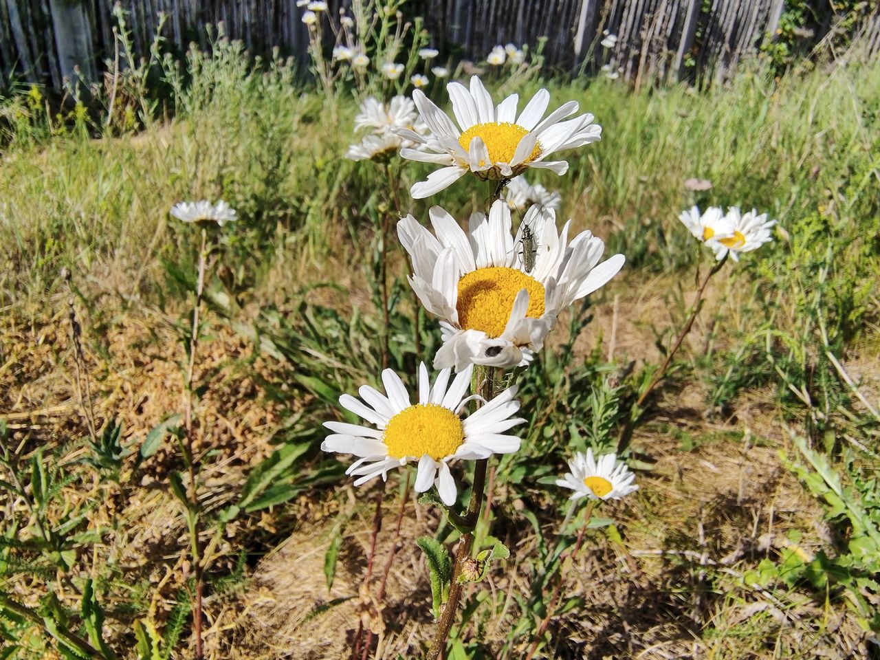 Motorola Edge 70 Fusion sample images