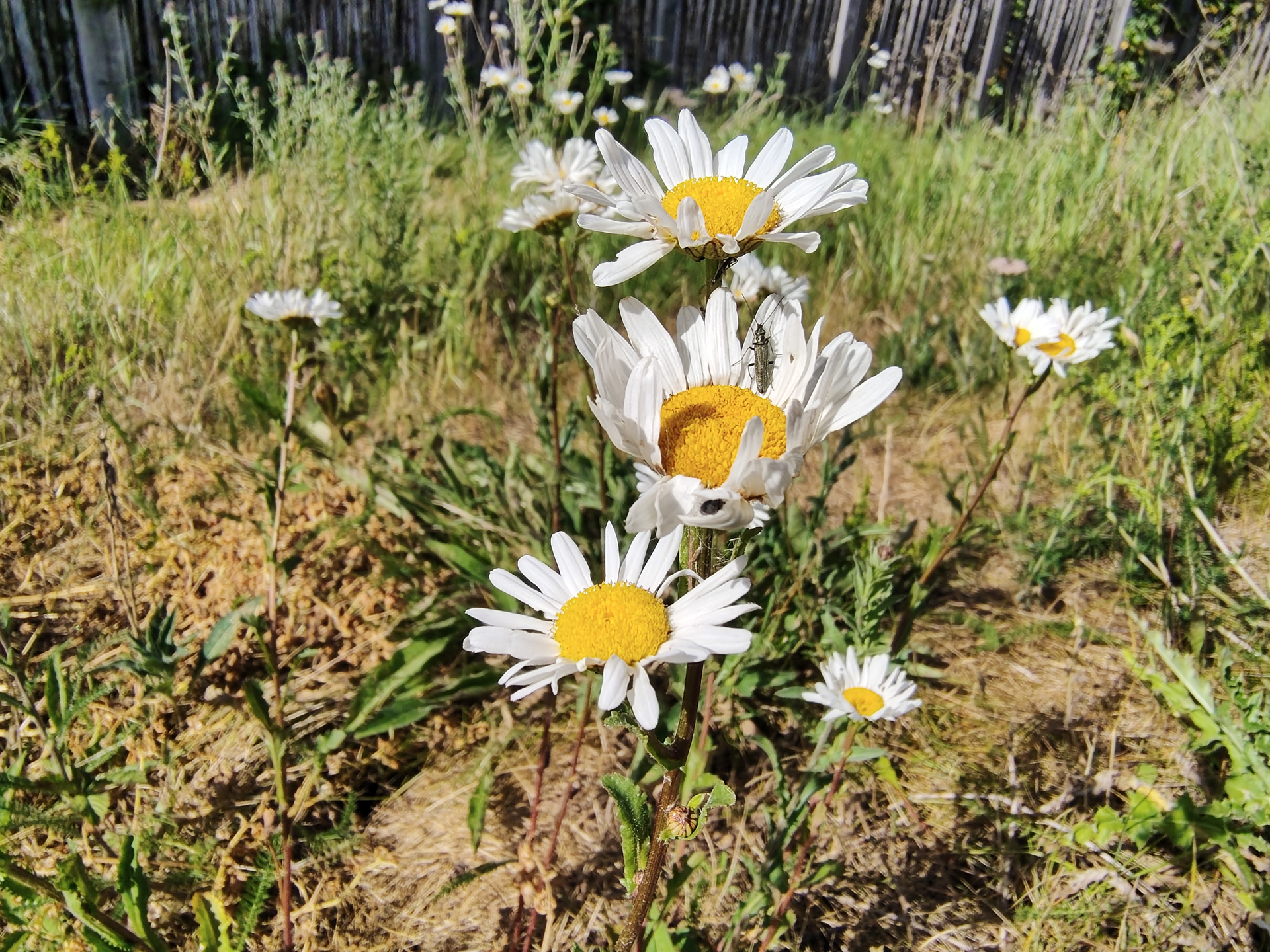 Motorola Edge 70 Fusion sample images