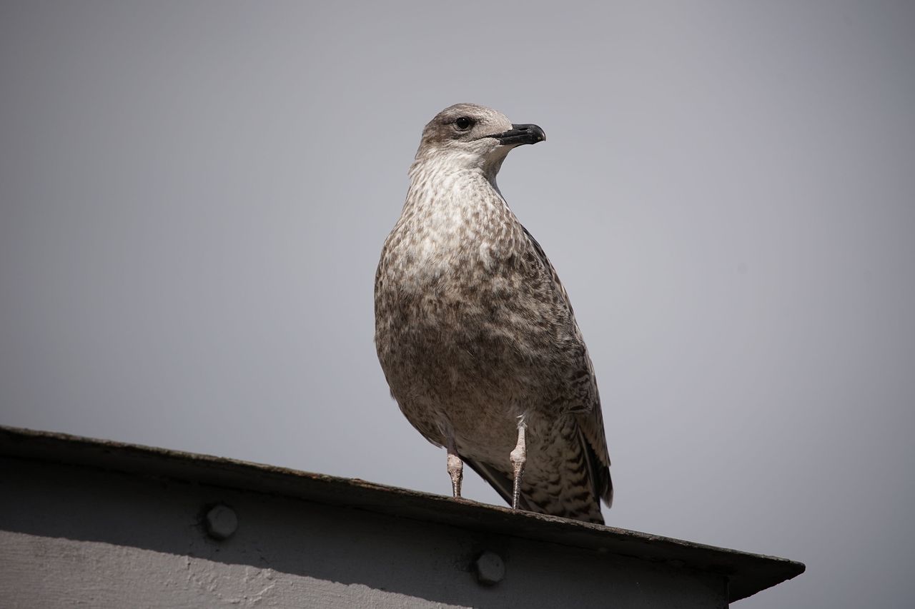 Autofocus proved consistently accurate in out tests, tracking the birds in these two shots while they were erratically bobbing about.