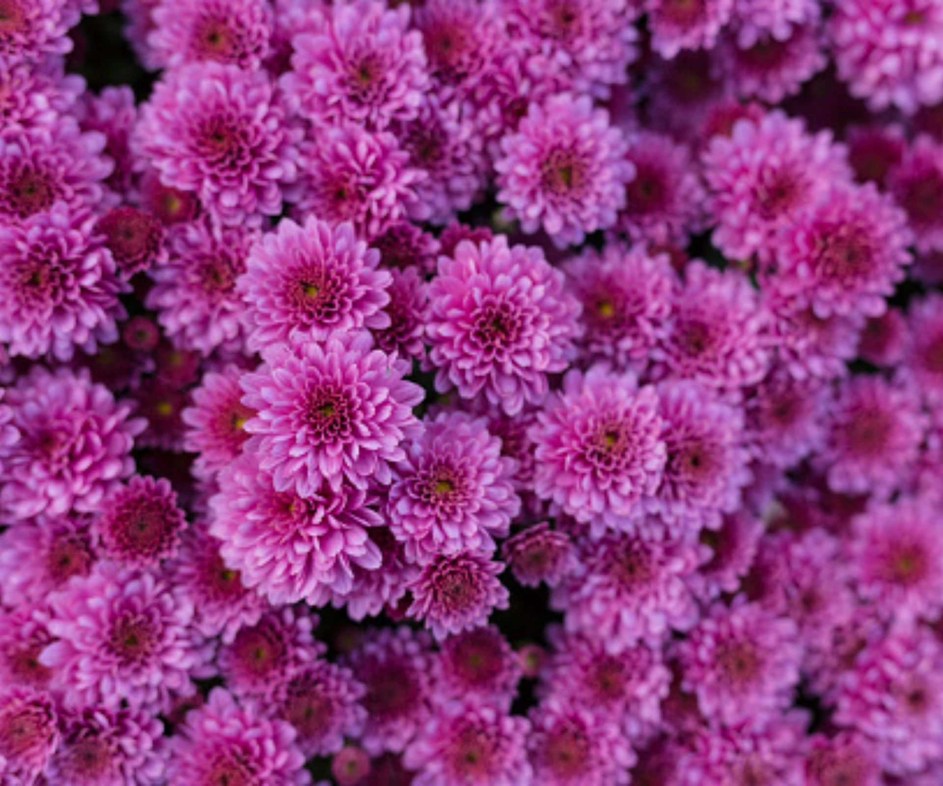 How to keep chrysanthemums blooming? 6 expert steps to take Homes