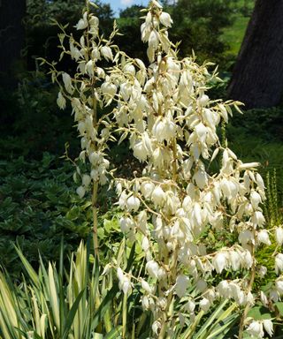 Outdoor yucca plant in flower with white bell shaped blooms