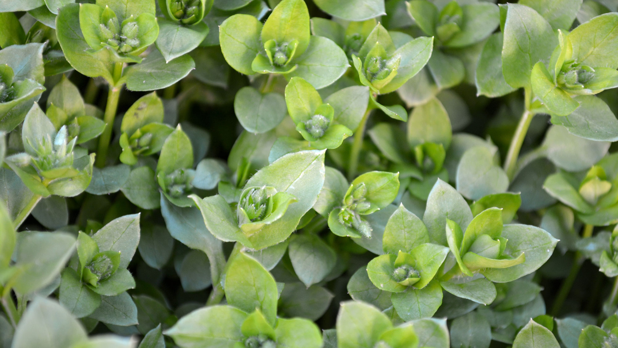 fresh chickweed growing in backyard