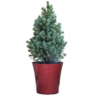 Dwarf Alberta spruce in a holiday pot