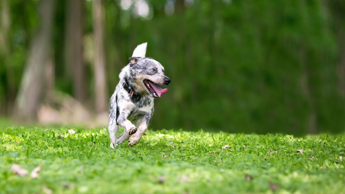 Australian Cattle Dog running across the grass