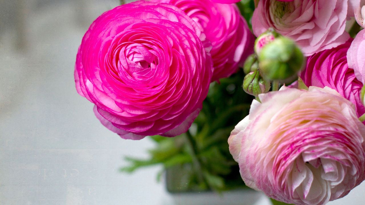 Pink ranunculus in a plant pot indoors