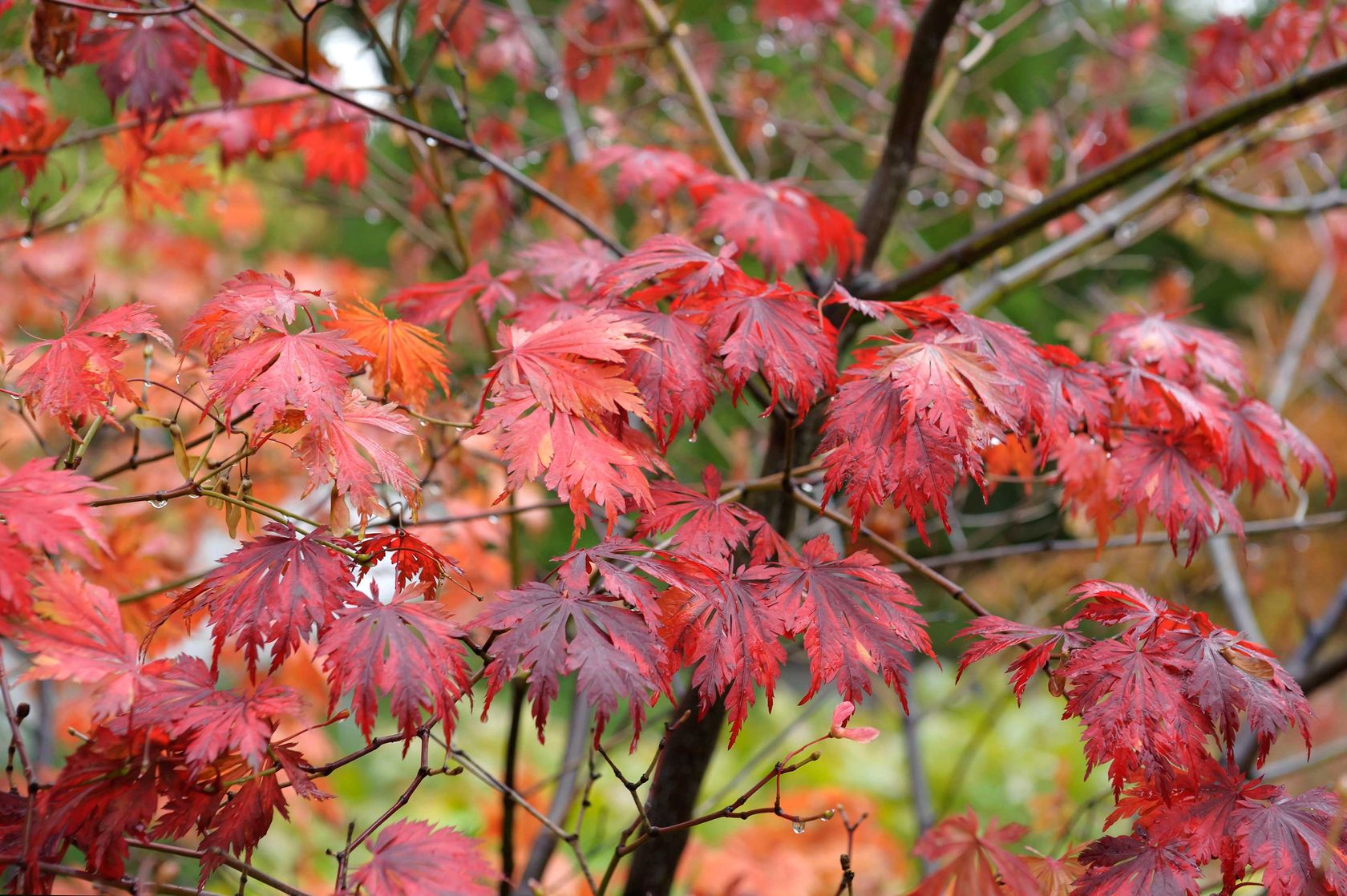 How to grow acers follow our tips and add yearround interest to your