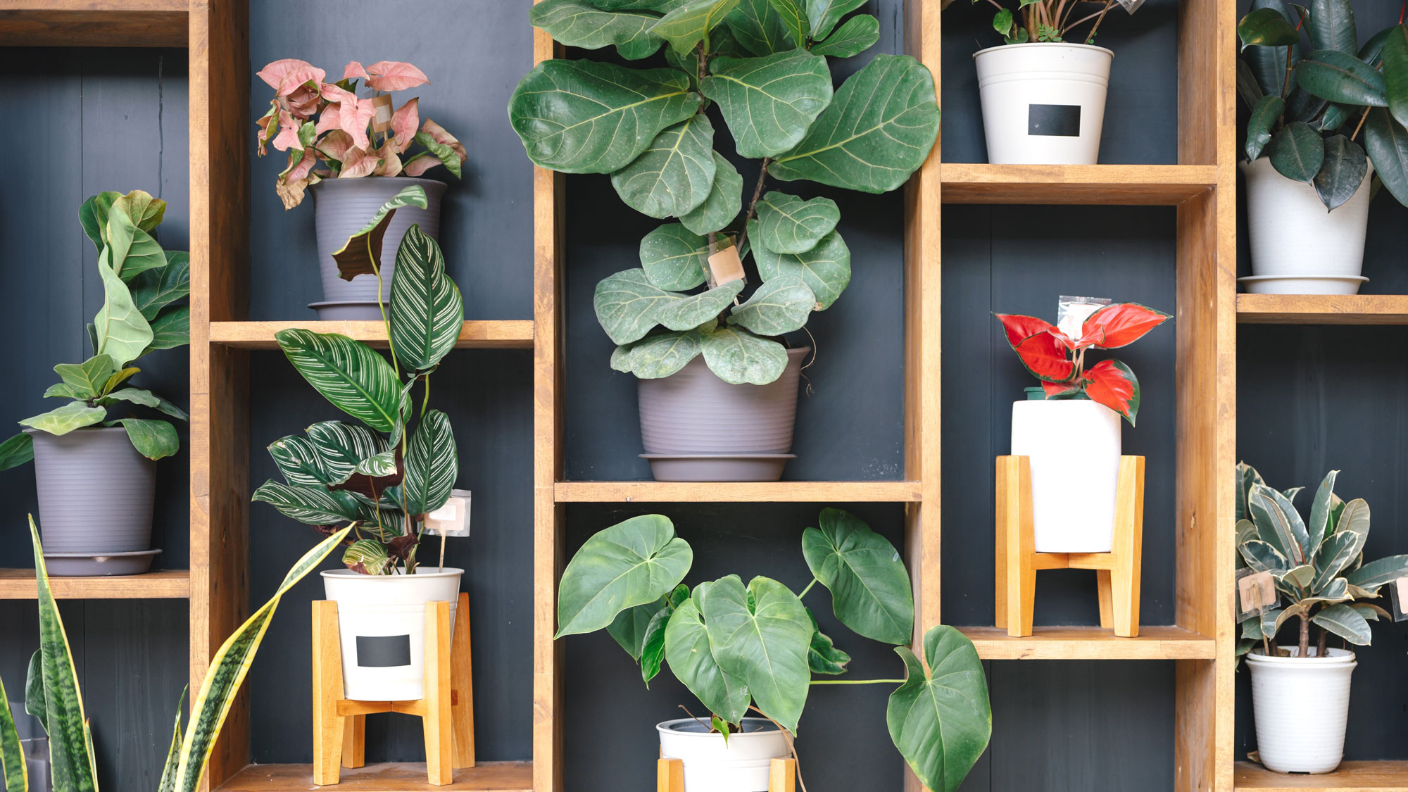 mixed houseplants placed inside a bookcase-style wall mount against a dark blue wall