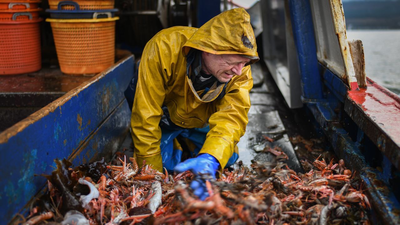 A prawn trawler lands a catch on Loch Long.