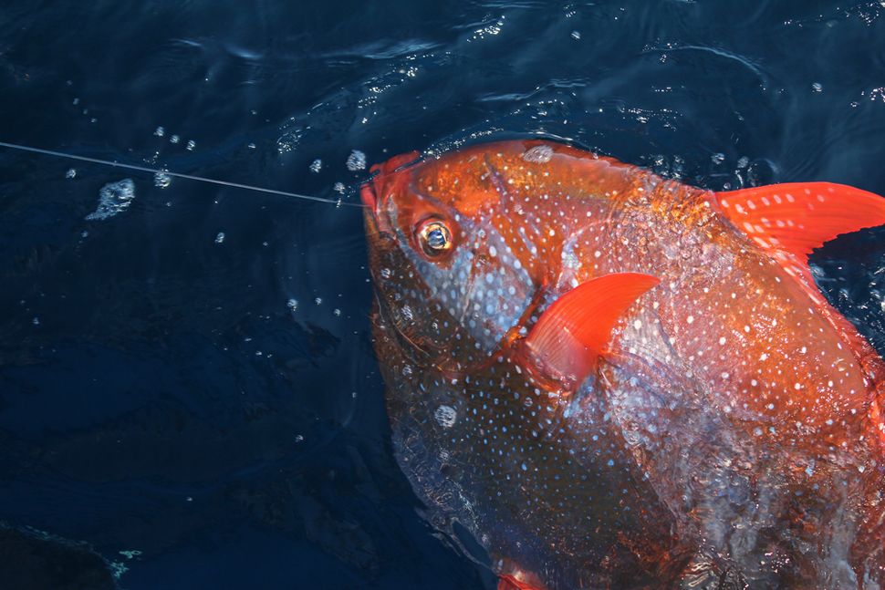 Moonfish: The first warm-blooded fish (photos) | Live Science